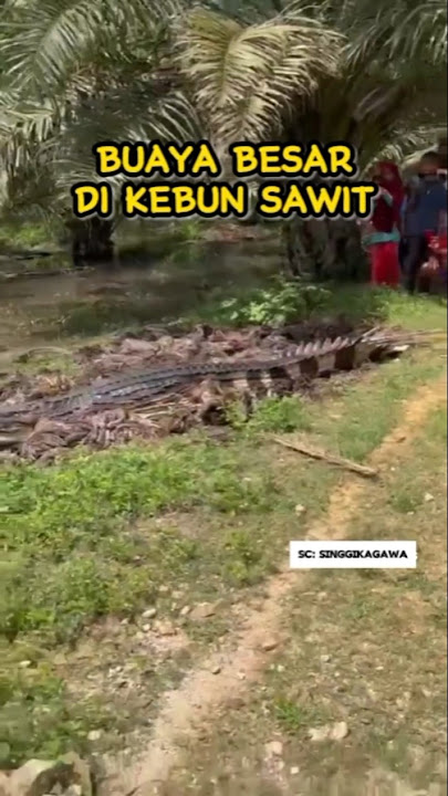 buaya besar di kebun sawit #buaya