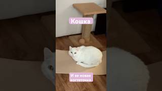 Кошки,котики,кошка,кот #catlovers #catvideos #cat #catshorts #cats #catmemes #кошка #кошки #котики