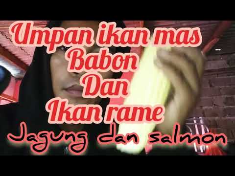 Umpan ikan mas jagung babon dan ikan rame