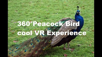 Under the Peacock in 4k 360 video for viewing in Virtual Reality by This Is Me In VR