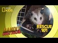 Wildlife Rehabilitation Responsibilities and Practices