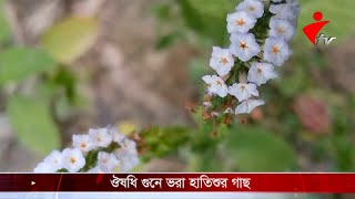 ঔষধি গুনে ভরা হাতিশুর গাছ