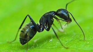 Black Ant Eating And Grooming