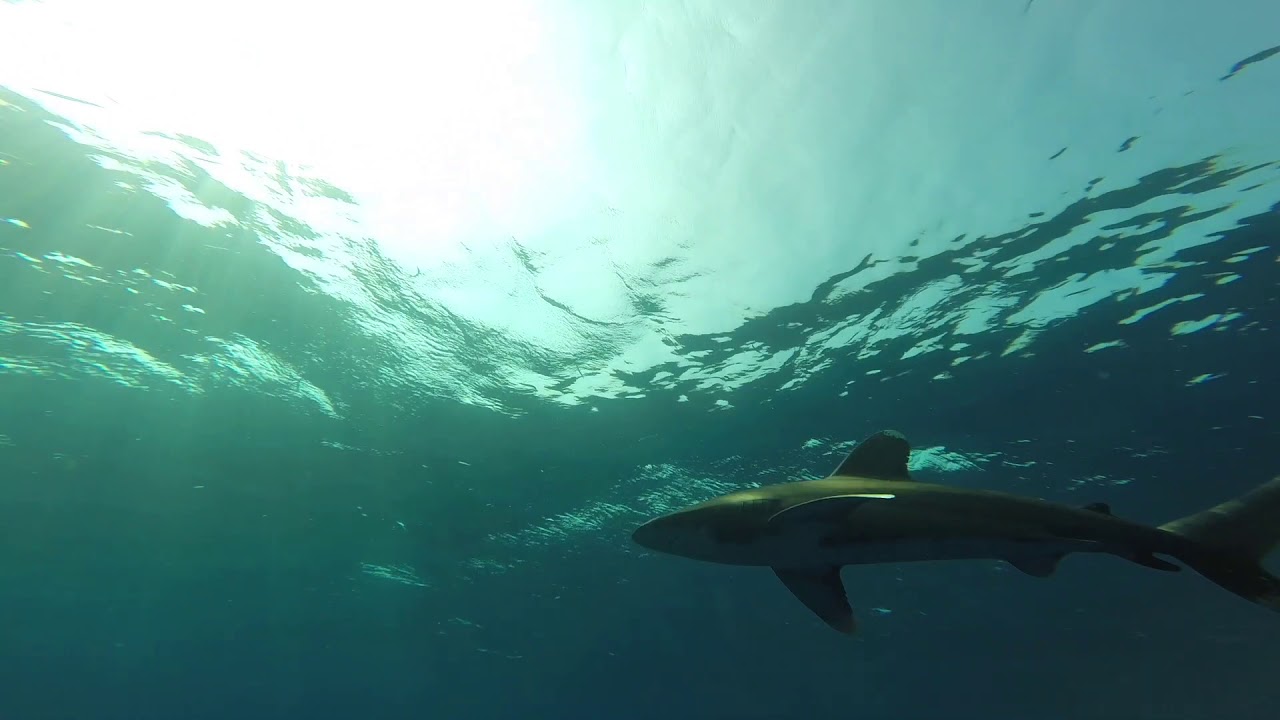 DIVING Sharks Egypt HD 1080p YouTube