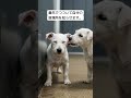 耳と目が不自由な妹と、片時も離れない兄犬