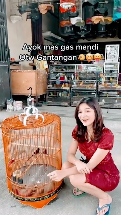 story WA burung Kicau #kicaumania #kicaumaniaindonesia #muraibatu #capcut #tiktok