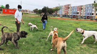 Presa Canario  Boxer  Dogo Argentino  Golden Retriever  Rottweiler  Setter irlandés  REUNIÓN