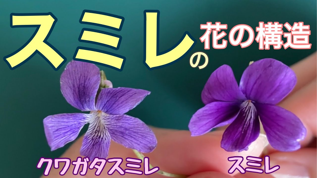 スミレの花の構造 クワガタスミレとスミレ Youtube