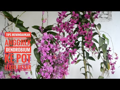 Tips Memindahkan Anggrek Dendrobium Ke Pot Yang Lebih Besar