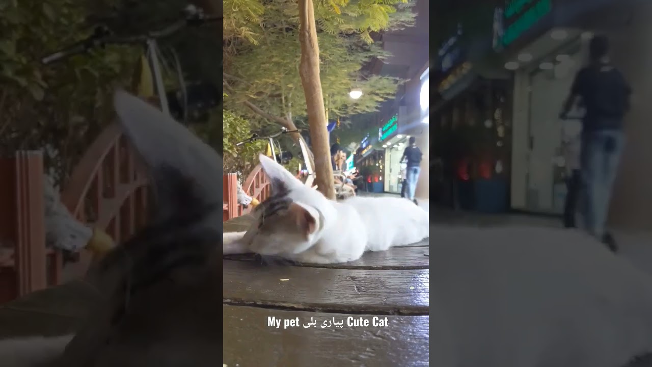 Cute Cate Maoo Bili Relaxing time #protectanimals #petanimals #USA #UAE #kidslearningvideos #cute