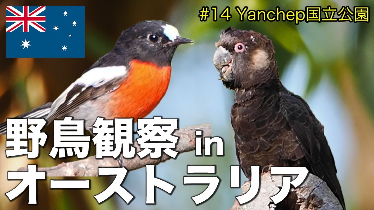 海外野鳥観察】Yanchep国立公園でバードウォッチング(解説付き) - YouTube