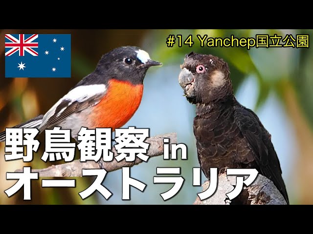 海外野鳥観察】Yanchep国立公園でバードウォッチング(解説付き) - YouTube