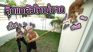 10 เอาตัวรอดเมื่อตุ๊กแกเข้าบ้าน ทำไงดี