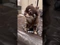 愛犬がおかしくなりました。 #チワワ #元気になる動画 #犬のいる生活 #chihuahua #犬 #犬の気持ち
