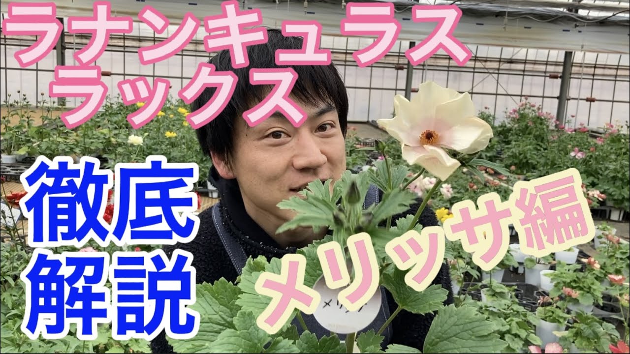 ラックス徹底解説〜メリッサ編【ガーデニング】【農業