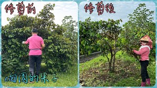 每週一修001 ～實生牛奶果開花了！但因為這個原因還是要修剪。￼2024年5月12日