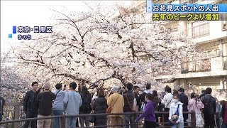 お花見スポット　“去年のピークより人出増加”続出(2021年3月28日)