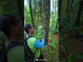 CARA PAKAI ALSAMEKA 4 MATA ‼️‼️ #getahpinus #sadappinus #nature