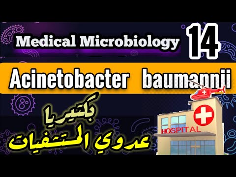 Acinetobacter baumannii - Nosocomial infection bacteria شرح بالعربي