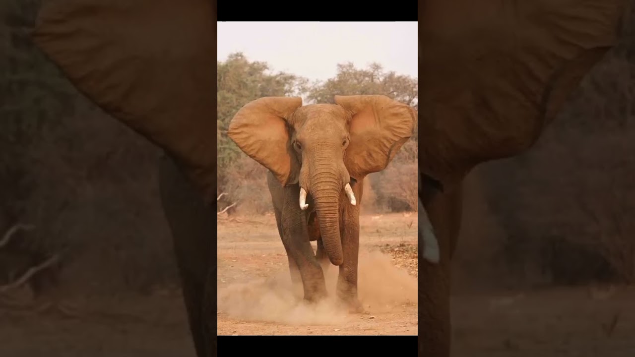 Elephant Sound effect 