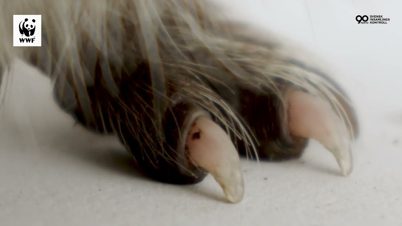 NÄR SÅG DU EN IGELKOTT SENAST?