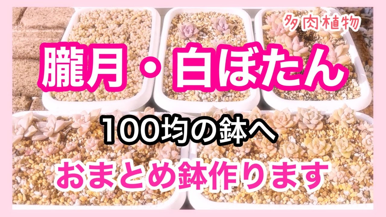 【多肉植物】【多肉丼】我が家の色々な所に植わっている、朧月・白牡丹を100均の鉢へおまとめします