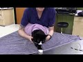 The purrito method feline towel restraint