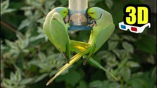 3D Birds - Ring-necked Parakeets - London UK