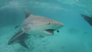 Bull Shark Takes Surfer And Board to Sea Floor