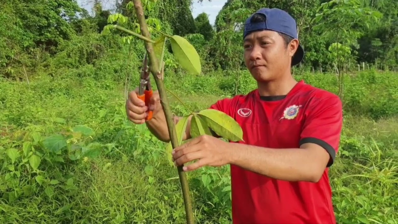 Ep11 ແຕ່ງກິ່ງຢາງໃຫ້ຖືກວິທີ//แต่งกิงยางให้ถูกวิธี