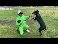 Dog daddy vs doberman confus hors de contrle