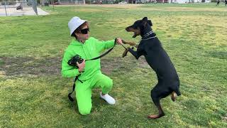 Dog Daddy VS Confused Out Of Control Doberman.