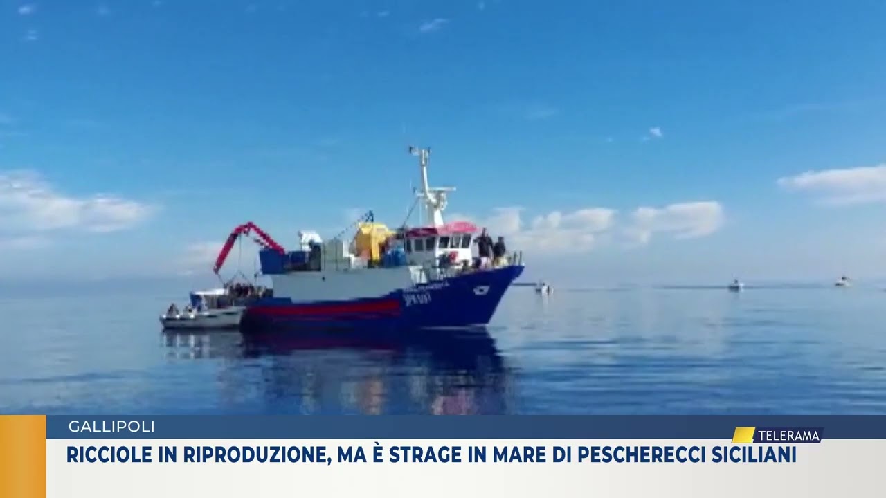 GALLIPOLI: RICCIOLE IN RIPRODUZIONE, MA È STRAGE IN MARE DI PESCHERECCI SICILIANI