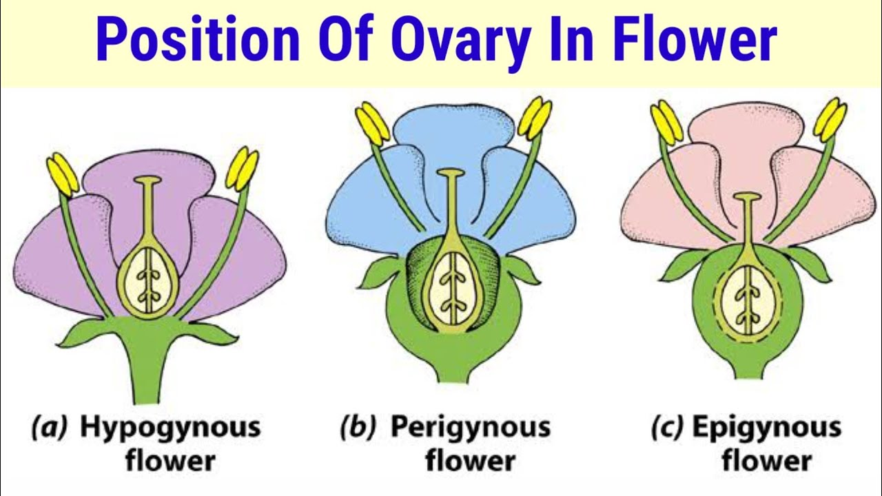Plant Ovary Position