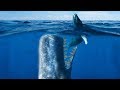 DEADLIEST Whale To Ever Live! (Livyatan Melvillei)