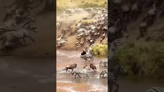 Wildebeest migration#moments#wildlife