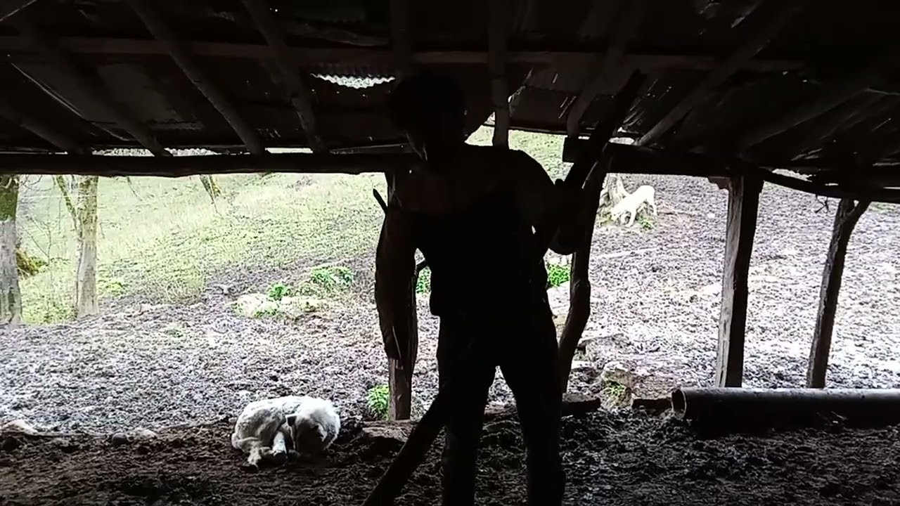  #اسب #مازندران #horse #animals#forest #گاو#بز#جنگلنوردی #طبیعت#جهان#ایران#هیرکانی#آمل#دامداری#دام