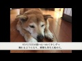 【泣ける歌】僕のペットの犬が長生きすることを願って作ったピアノバラード「モカへ」歌詞付き フル / 小寺健太(Original Song)Kenta Kodera - Dear Mocha