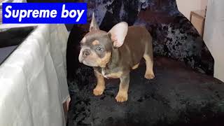 Nordic Bulldogs Kennel Supreme Boy Blue And Tan French Bulldog
