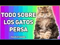 TODO SOBRE LOS GATOS PERSA - SiamCatChannel