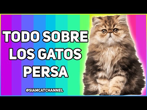 Vídeo: ¿Cómo Elegir El Gatito Persa Adecuado?
