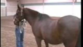 Horse Owner Survival: Horse Behavior, as seen on eXtension
