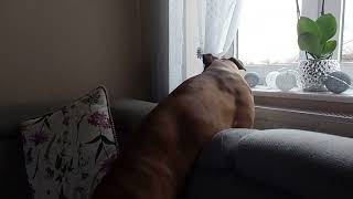 Masha boxer dog. local monitoring window. Episode 22 by Masha the Boxer Dog  from Poland  3,945 views 2 years ago 47 seconds