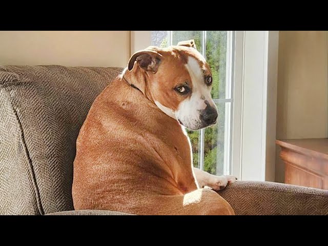 Funny Dogs And Cats Videos 2024 😅 Best Funniest Animal Videos of May class=