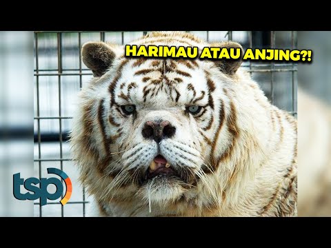 Video: Bolehkah Anjing Menghidap Sindrom Down? - Sindrom Down Pada Anjing - Anjing Down Syndrome