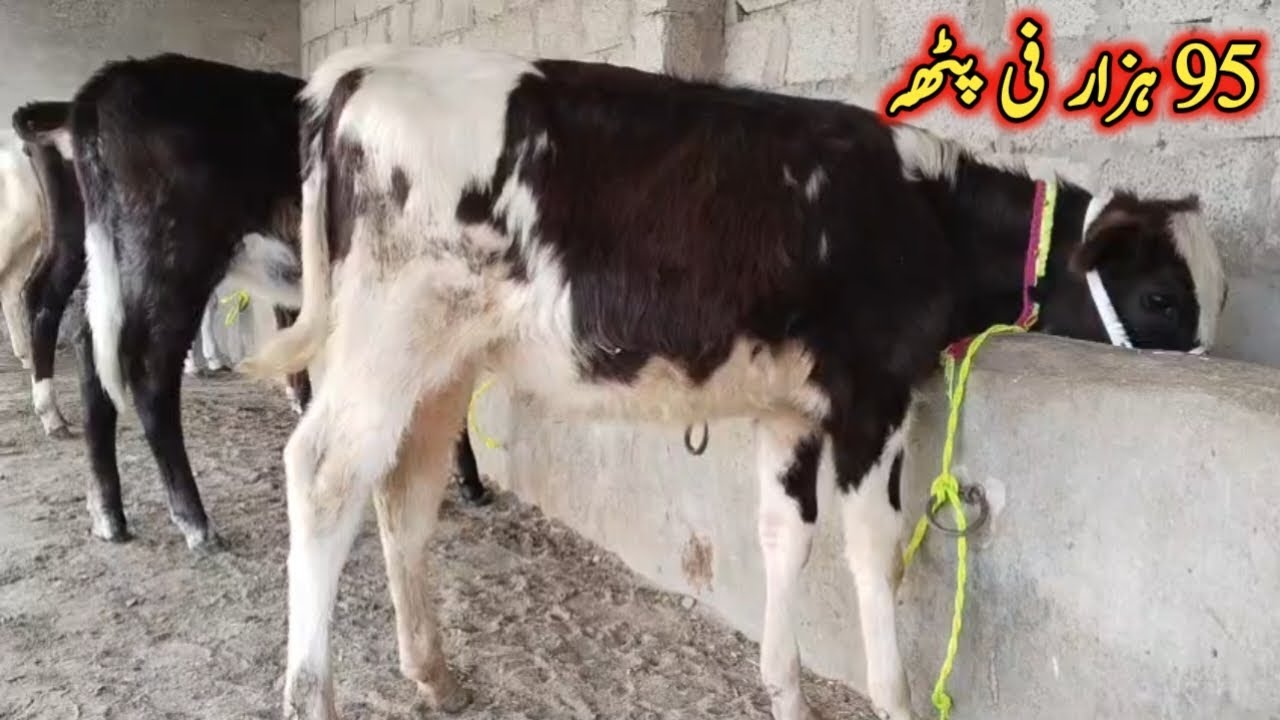 95 ہزار فی پٹھہ میں امپورٹڈ بچھڑیاں دستیاب لوکیشن گوندل منڈی کارگو سہولت آل پاکستان 