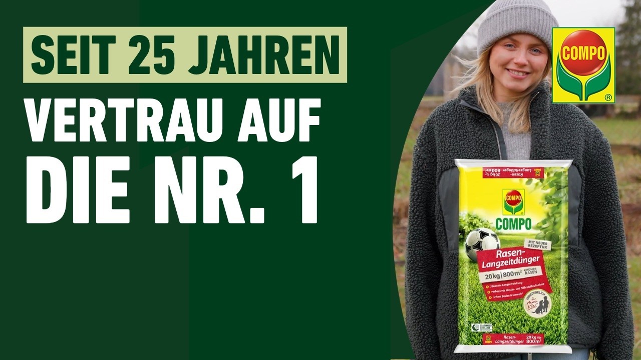 topinambur saatgut kaufen Topinambur kaufen main image 1
