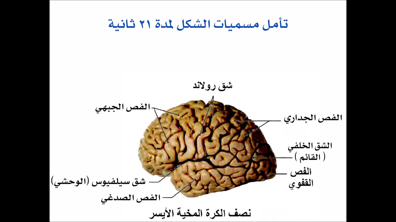 رسمة نصف الكرة المخية الأيسر حفظها ودراستها إعداد ومونتاج الأستاذ جورج ...