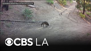 Wolf visits Los Angeles County for first time in 100 years, wildlife officials say
