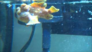 My frogfish Bowser on a mission!